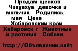 Продам щенков Чихуахуа (девочка и мальчик). Родились 26 мая › Цена ­ 25 000 - Хабаровский край, Хабаровск г. Животные и растения » Собаки   